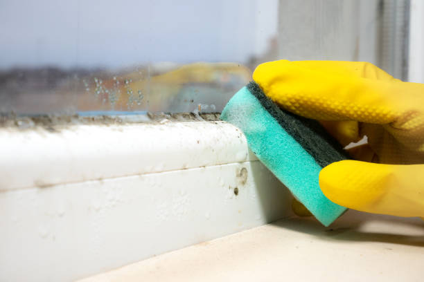 Best Residential Mold Remediation in Vero Beach South, FL