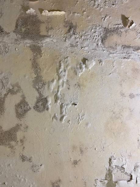 Best Residential Mold Remediation in Vero Beach South, FL