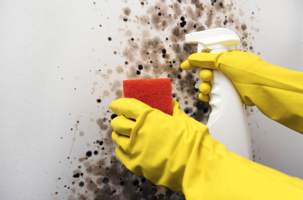 Best Post-Flood Mold Remediation in Vero Beach South, FL